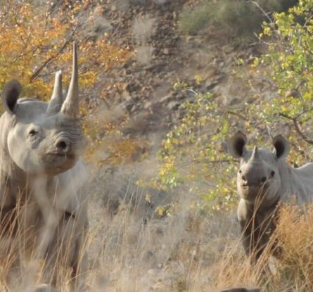 Rhino Tracking Palmwag