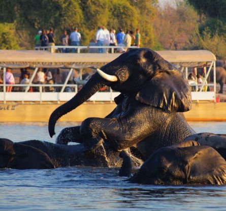 Chobe River Boat Ride