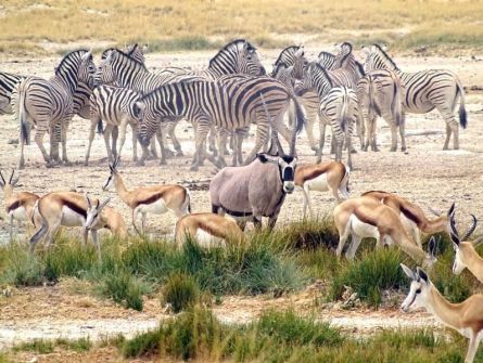 Namibia Lodge Safari