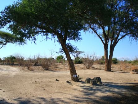 Thobolo's Bush Lodge Campsite Shade Tree