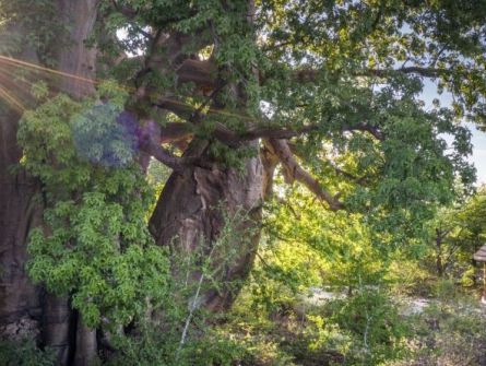 Planet Baobab Standard Hut View