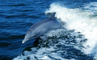 Mola Mola Boat Tours Walvis Bay Namibia