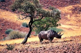 Palmwag Rhino Tracking Namibia