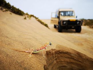 Living Desert Tour Swakopmund Namibia