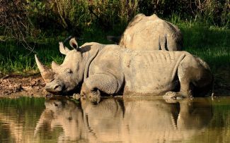 Waterberg Rhino Tracking