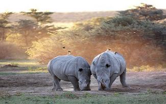 Khama Rhino Tracking Botswana