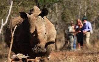 Rhino Tracking Matobo Hills Zimbabwe